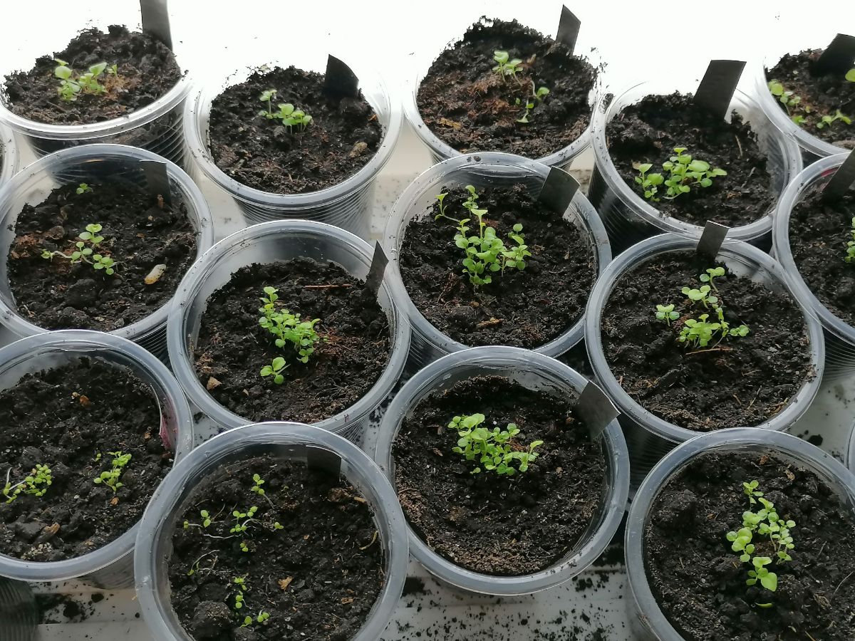 Small sprouting lobelia plants