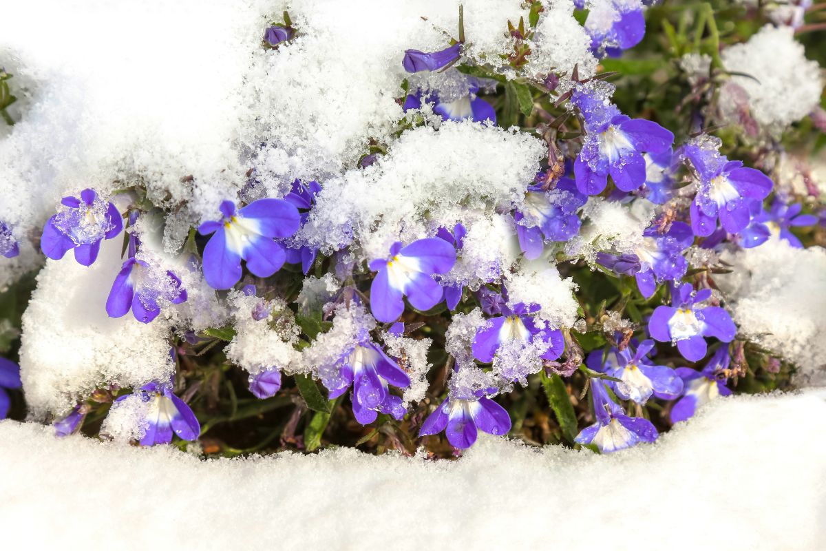Lobelias with a layer of snow covering them.