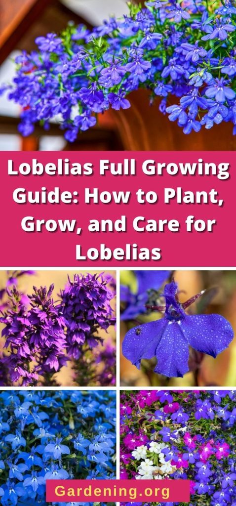 Lobelias Full Growing Guide: How to Plant, Grow, and Care for Lobelias pinterest image.