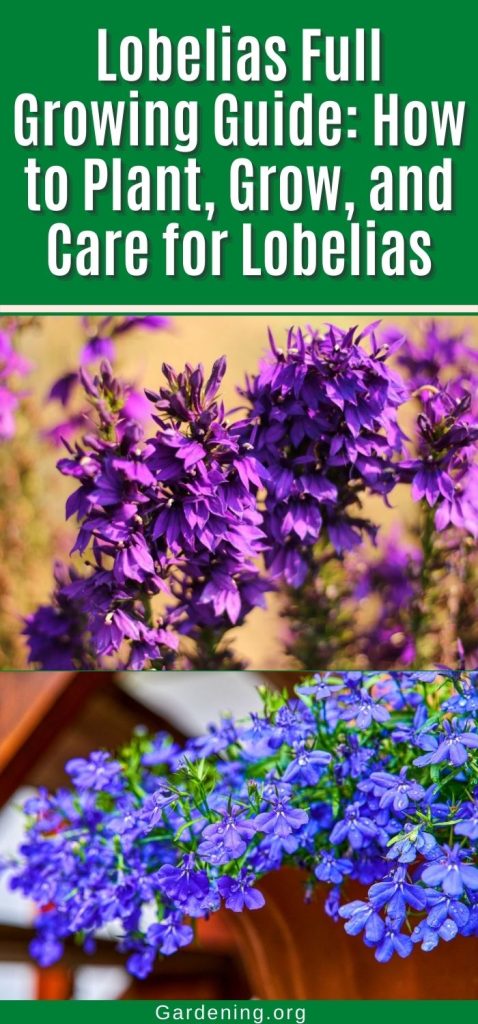 Lobelias Full Growing Guide: How to Plant, Grow, and Care for Lobelias pinterest image.