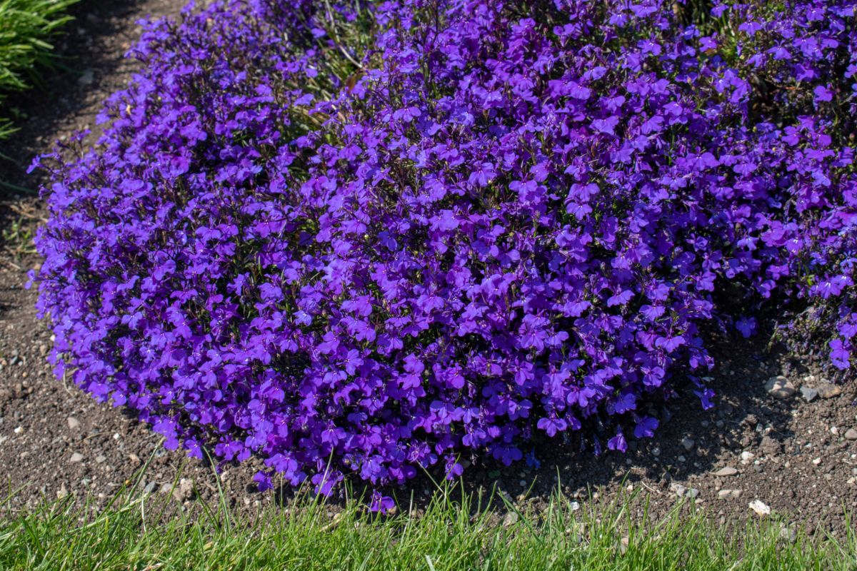 A spreading mound of purple lobelia 