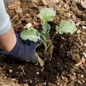 Planting seedlings in freshly prepared soil.