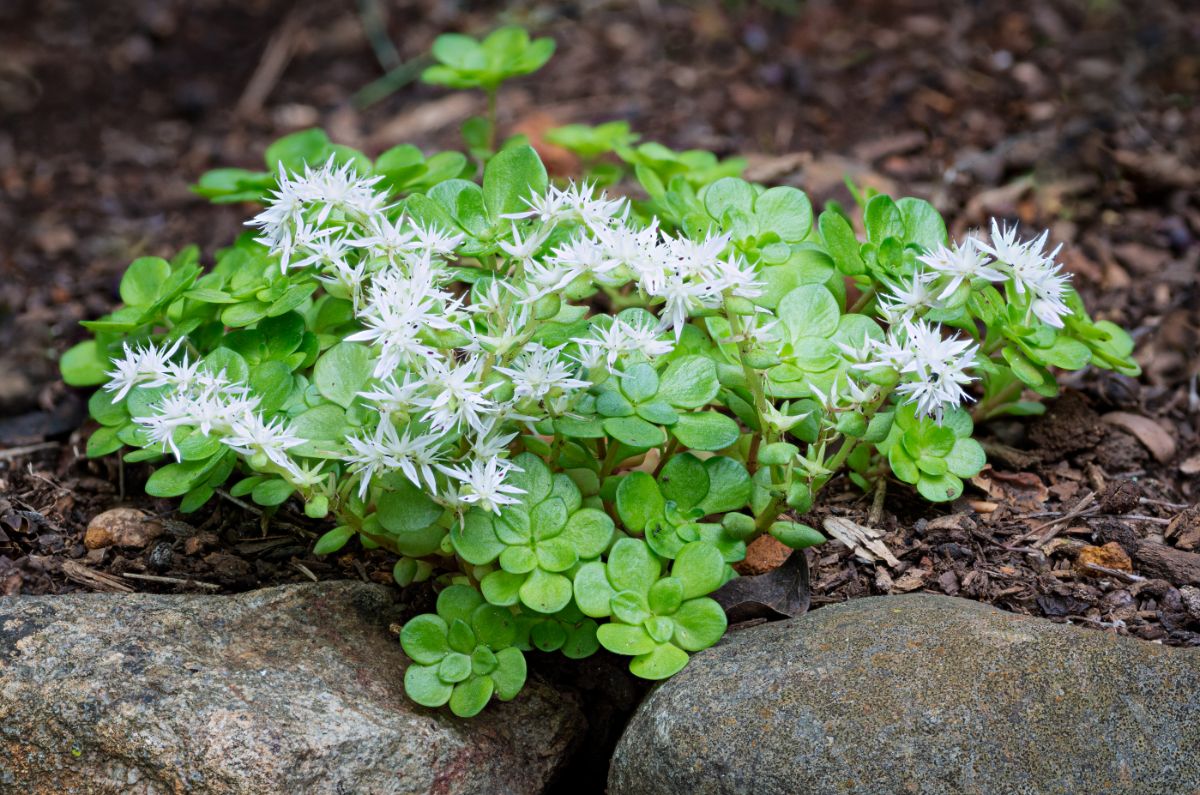 White-flowering sedum in a border rock garden