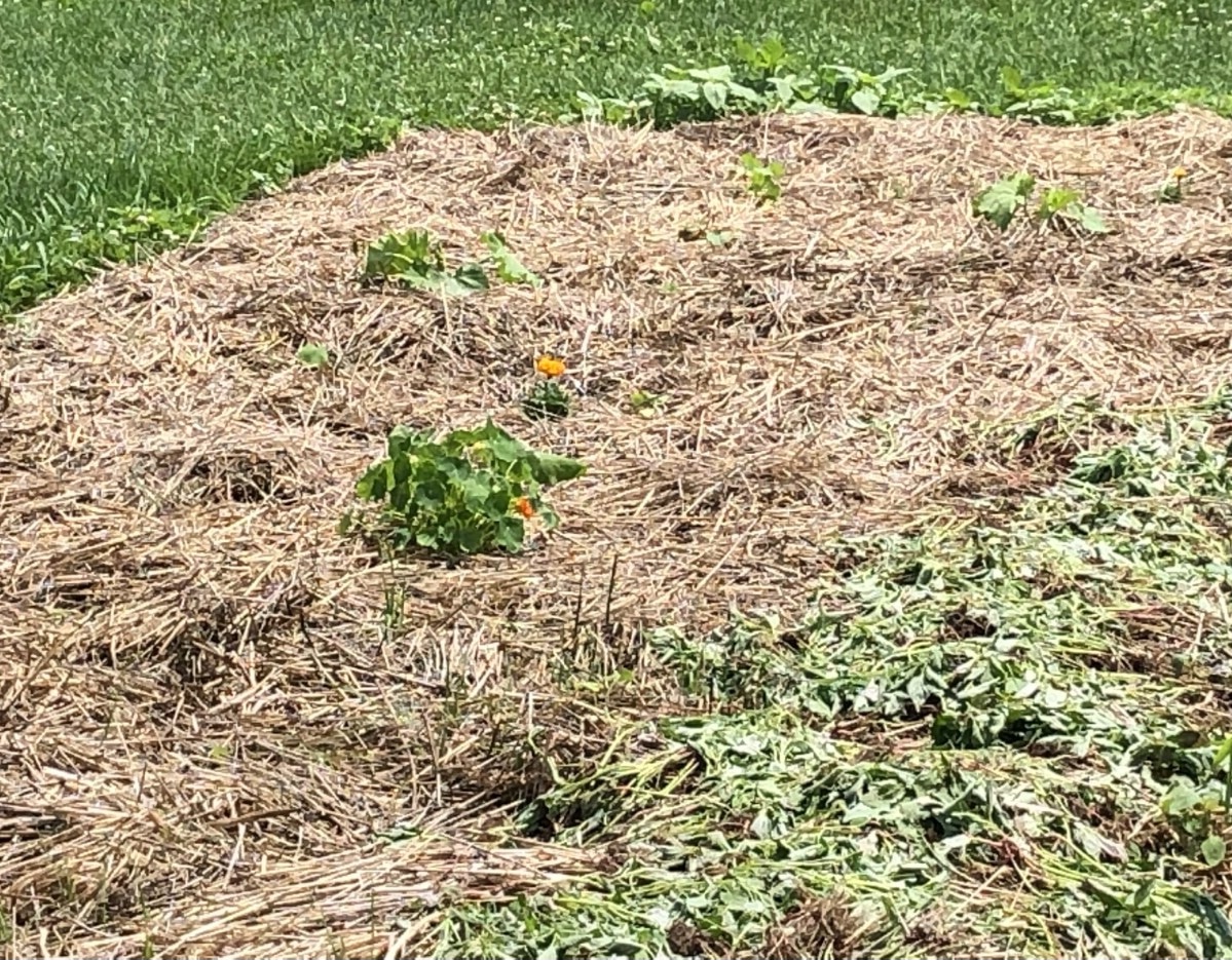 Straw spread out over a paper planting area