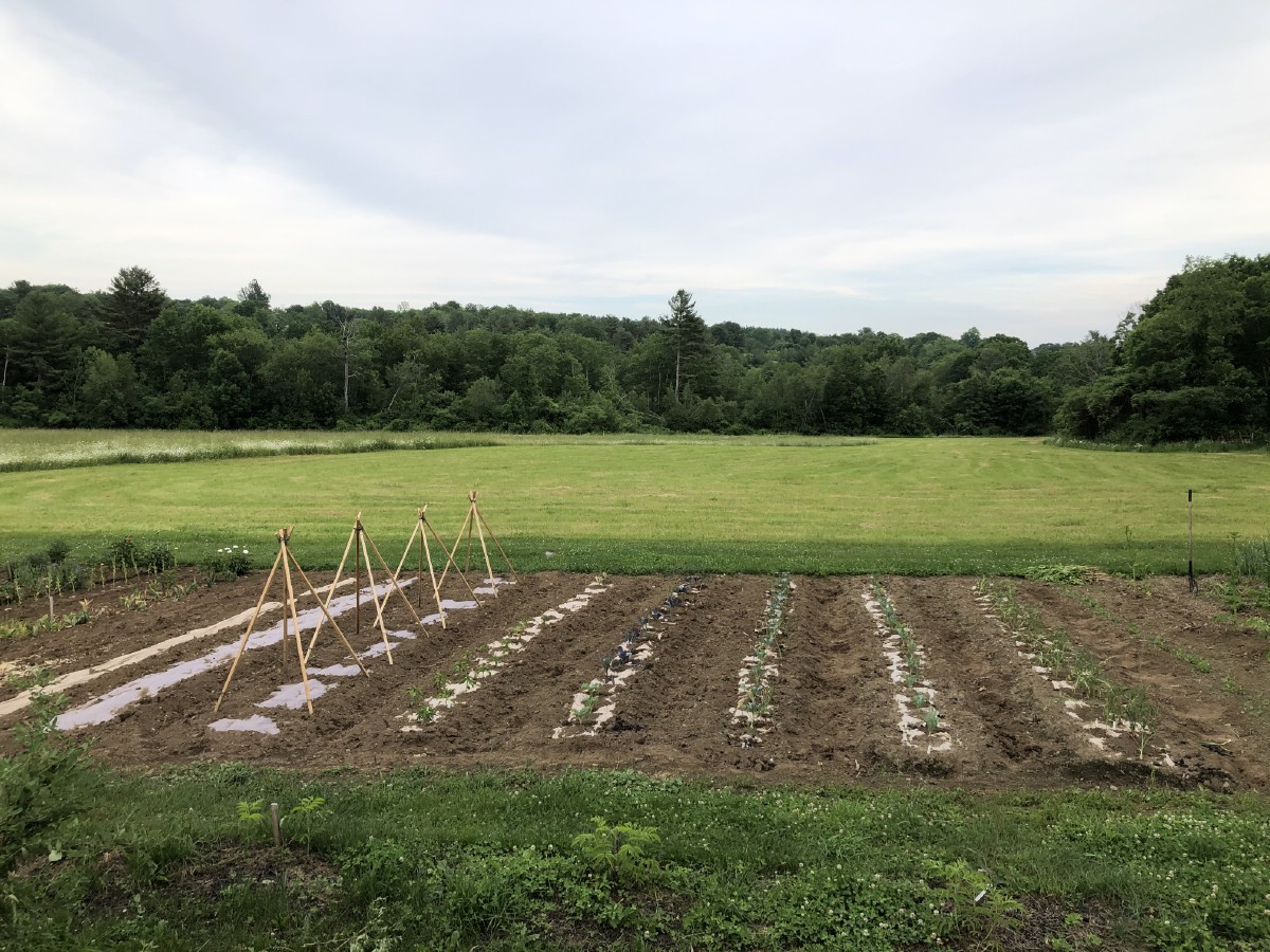 Garden rows laid out with paper weed barrier