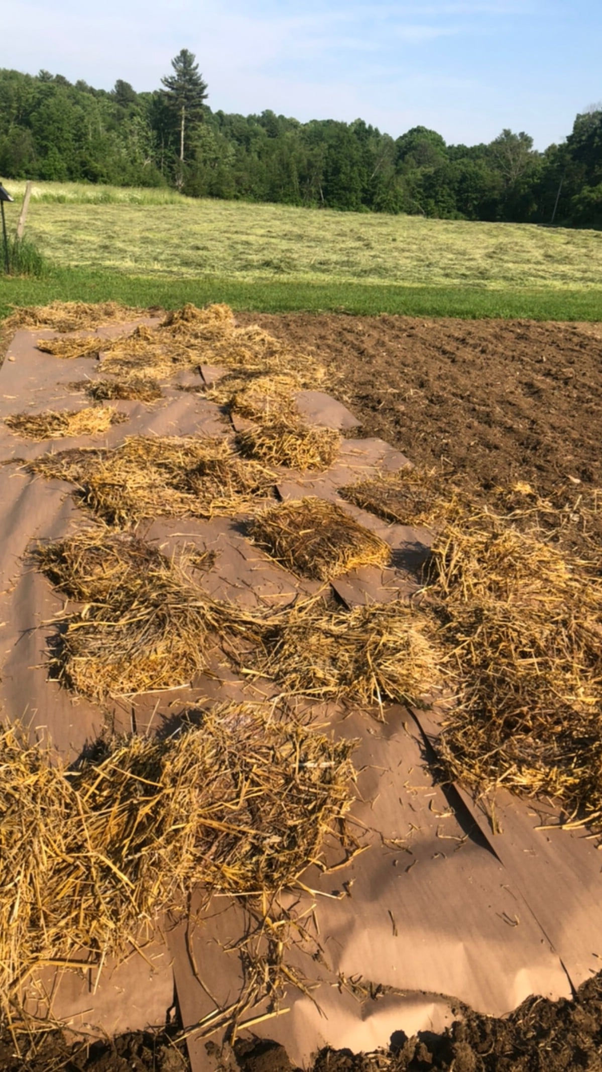 Flakes of straw laid out over weed paper ready for spreading