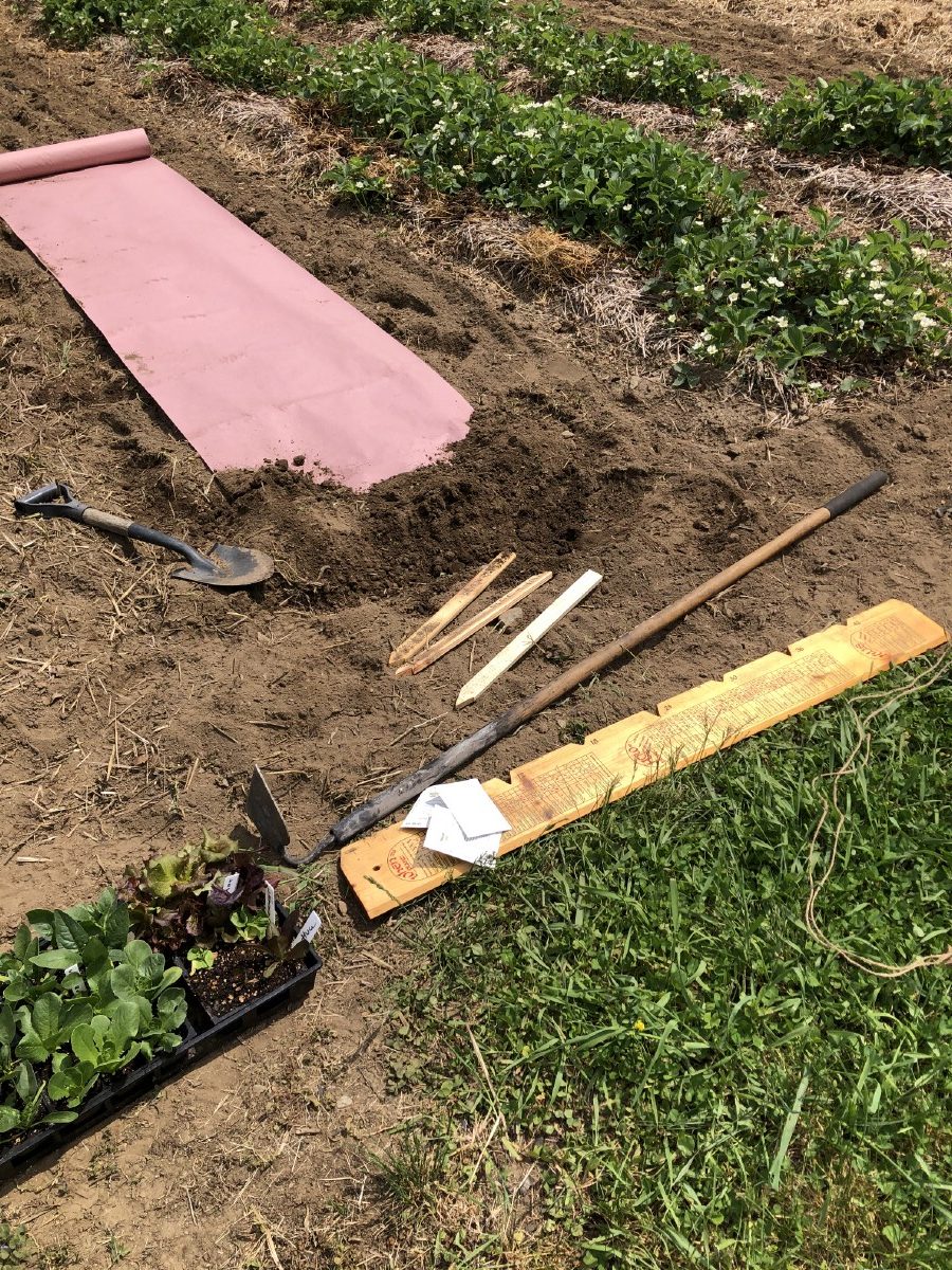 Rolling out a row of weed paper in a vegetable garden