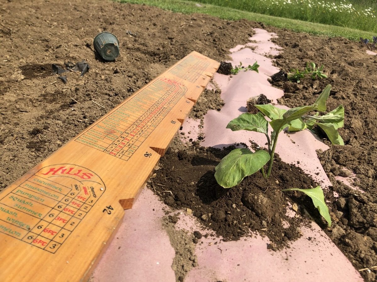 Vegetable plant planted into paper weed barrier