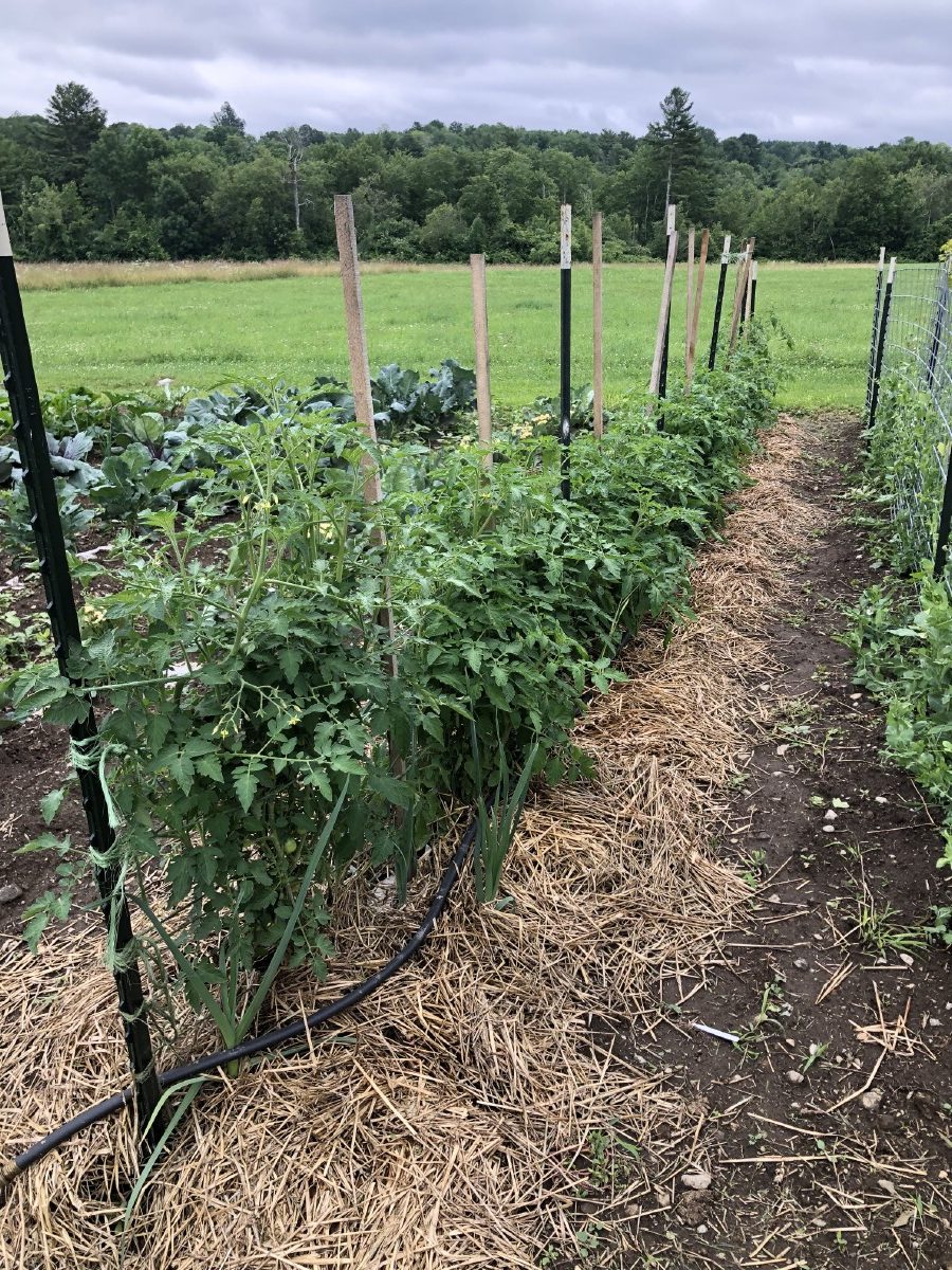 Paper and straw combination control tomato disease