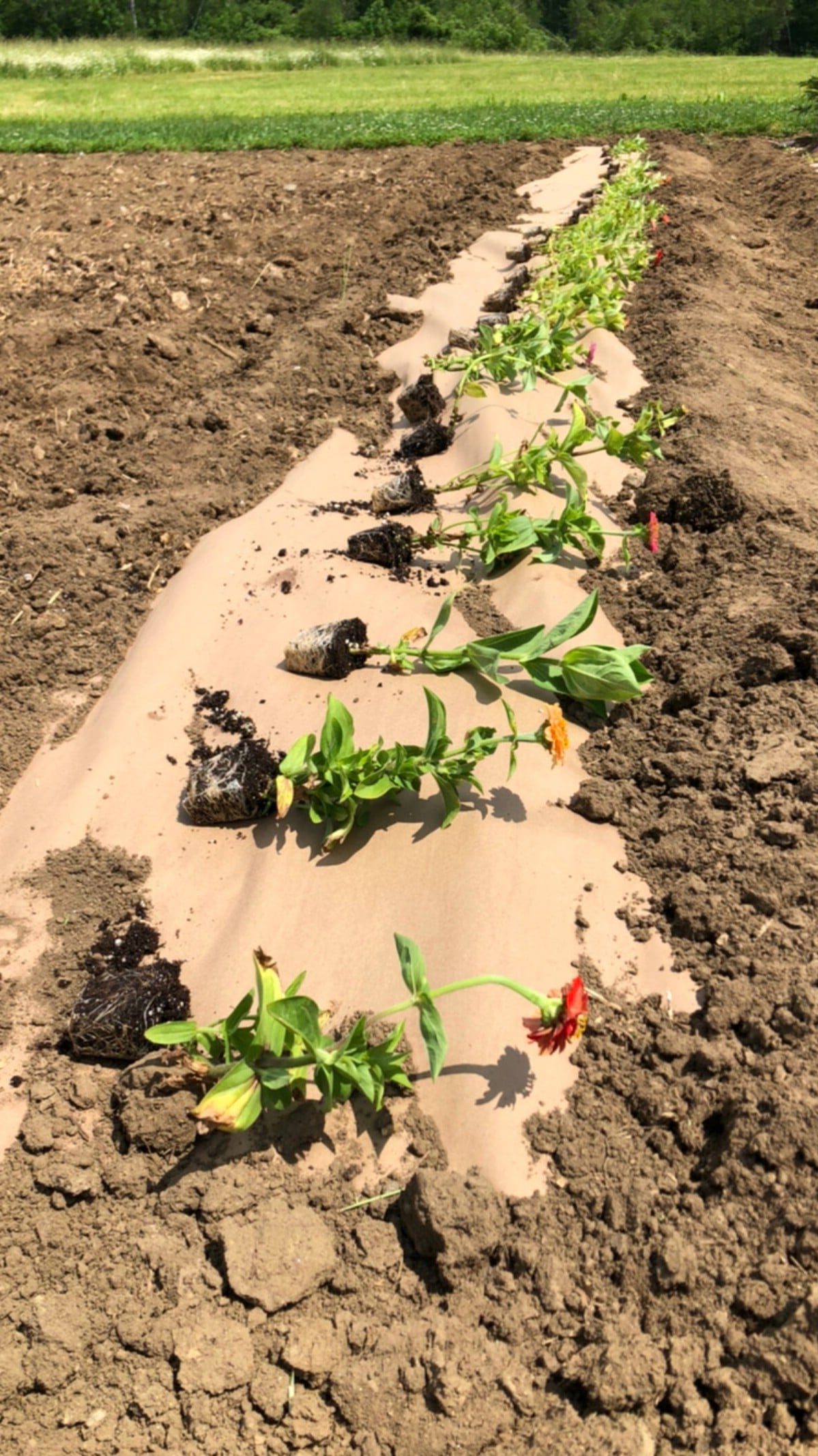 Paper roll laid out with plants ready for planting