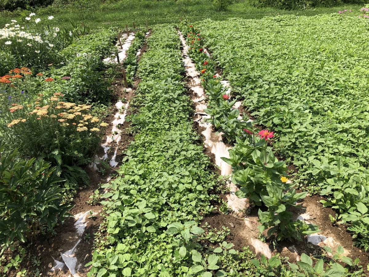Flowers rows with aisle cover crop and paper row weed barrier