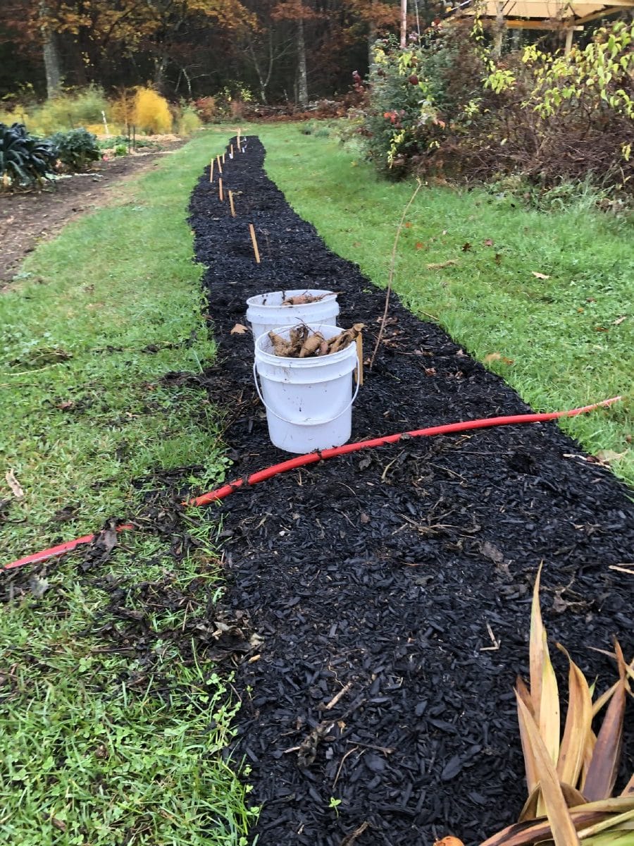 Existing berry bush row with cardboard overlaid with mulch for weed control