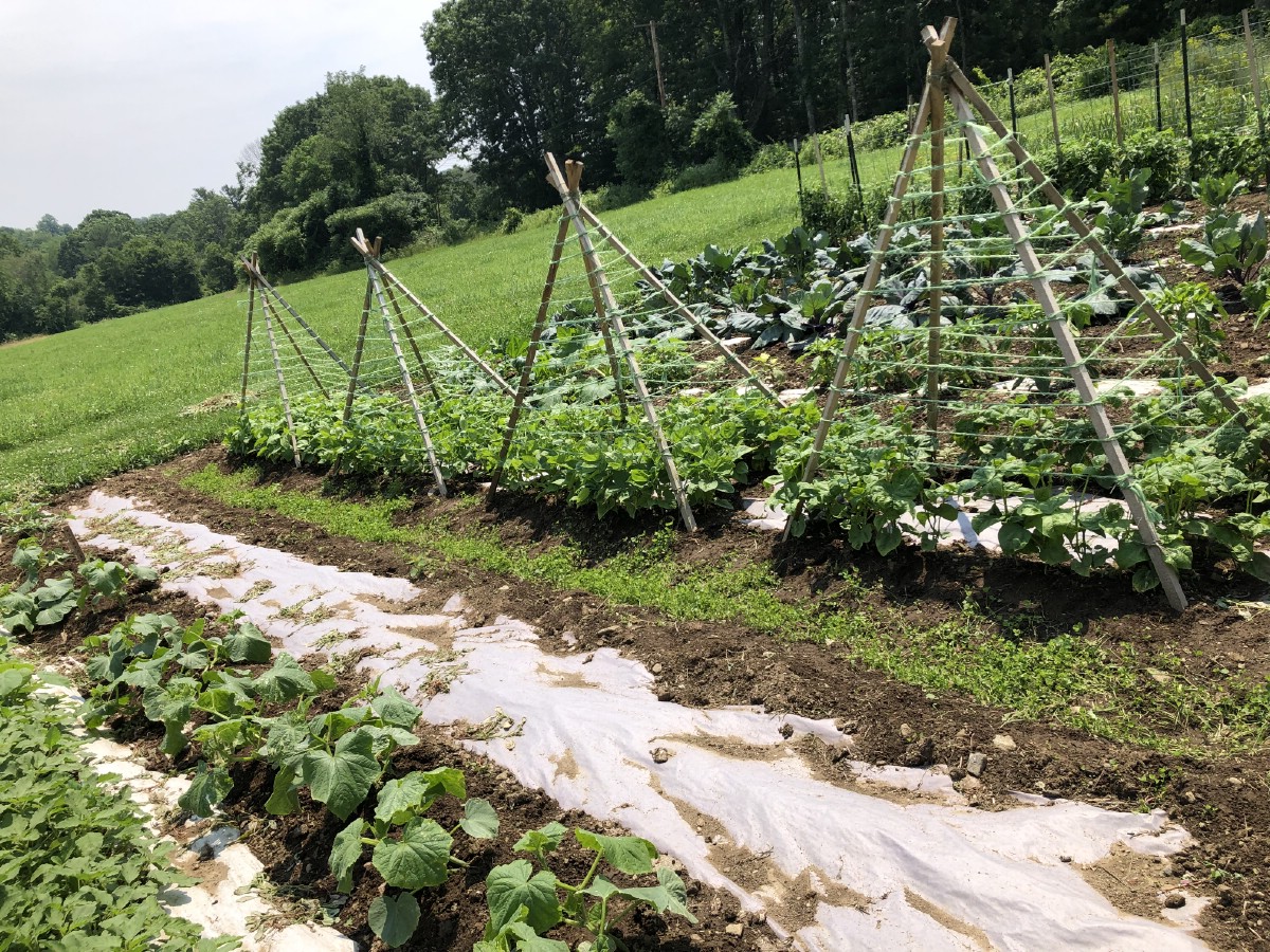 Vegetable and flower garden with paper used for weed control