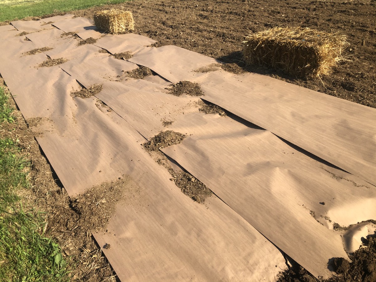 New garden bed overlaid with paper for weed control