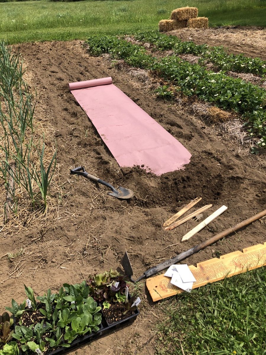 Roll of contractor paper being used for garden weed barrier