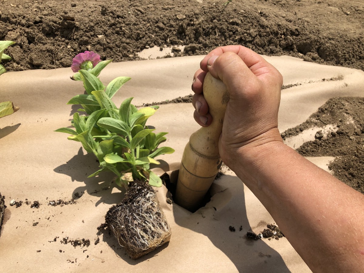 Gardener's hand using a dibber to plant through paper