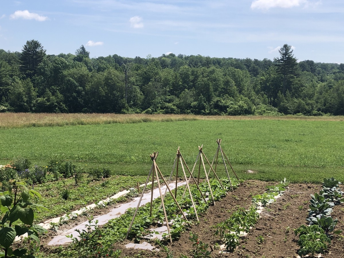 Large vegetable garden using biodegradable paper for weed barrier