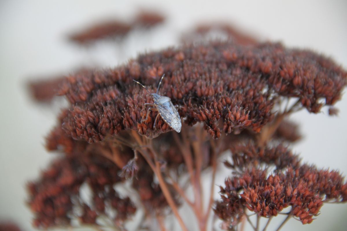 A stink bug on a sedum plant
