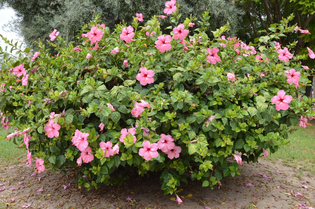 A large hibiscus plant with full pink blossoms