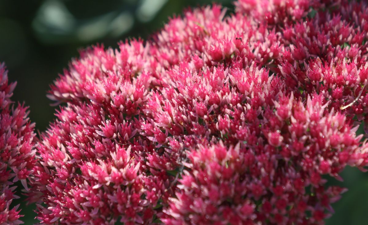 Pink spiky stonecrop plant