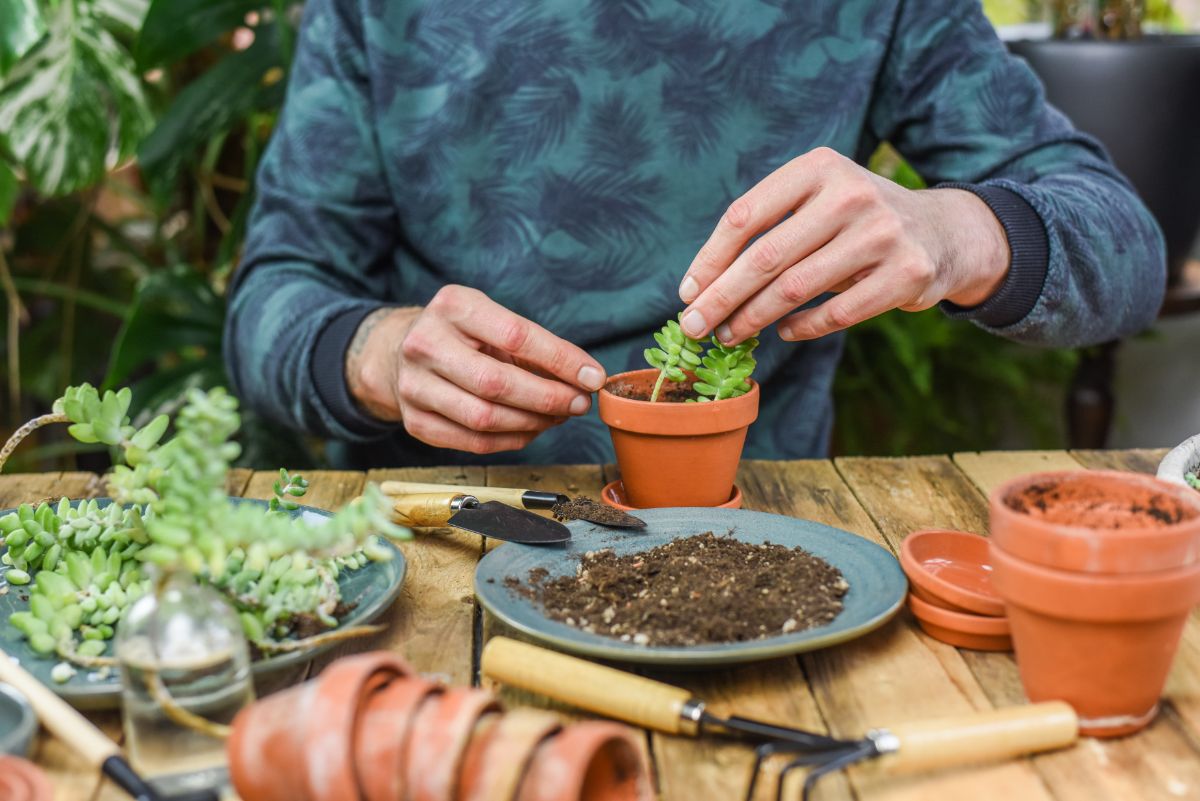 Gardener at a potting bench planting sedum cuttings