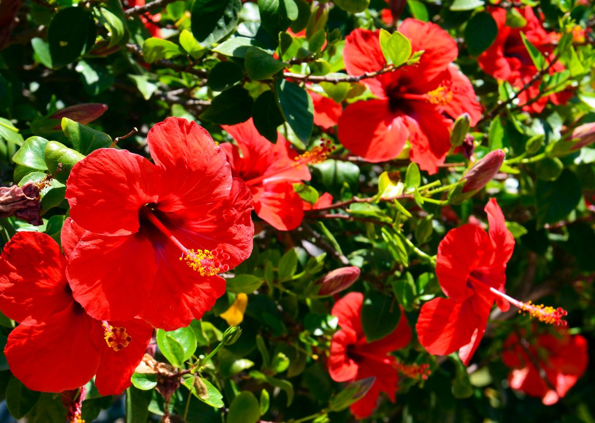 Bright red hibiscus blooms up close