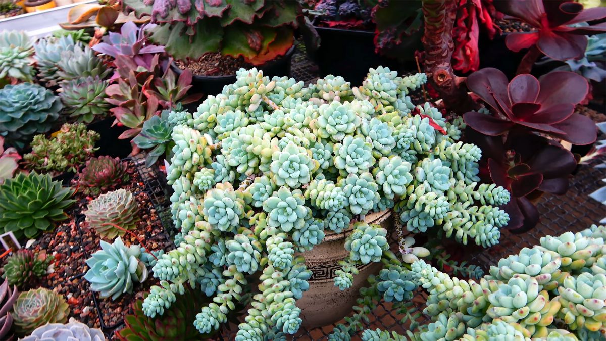 Sedum plant growing out over the edge of a container