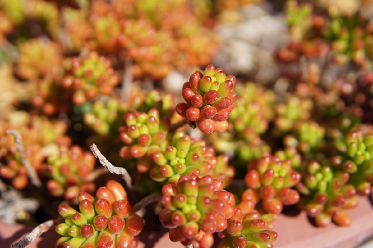 Closeup picture of glossy sedum plant in tones of red and green