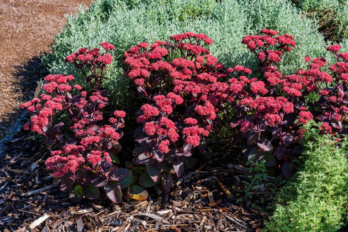 Red-flowering sedum with dark purple foliage