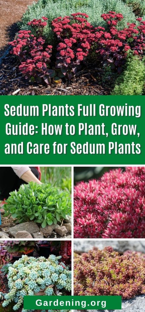 Sedum Plants Full Growing Guide: How to Plant, Grow, and Care for Sedum Plants pinterest image.