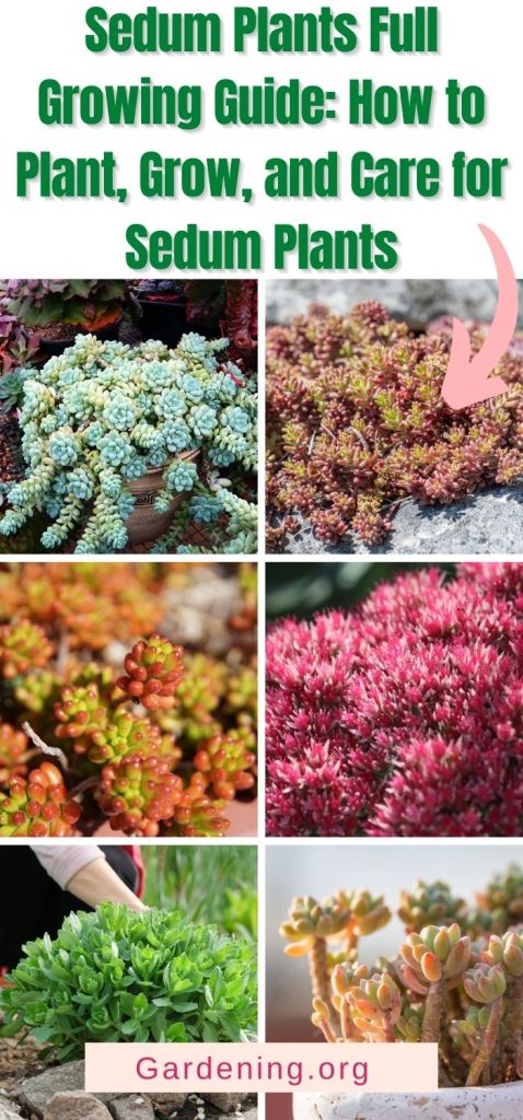 Sedum Plants Full Growing Guide: How to Plant, Grow, and Care for Sedum Plants pinterest image.