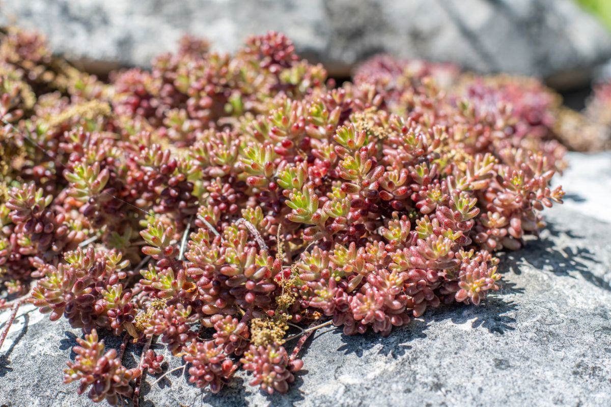 pinkish-red and green sedum (stonecrop)