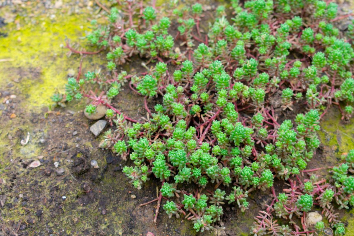 Trailing green sedum plant