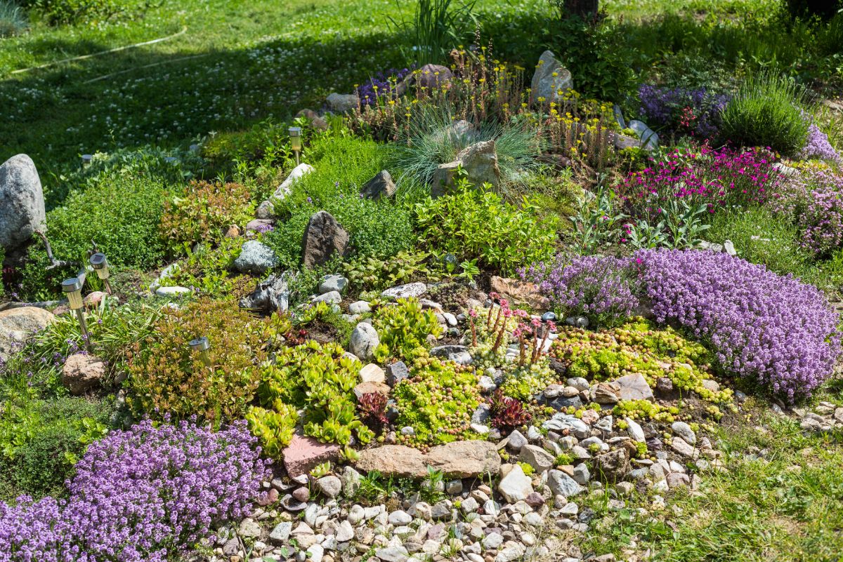 A variety of sedum plants trailing throughout a rock garden scape