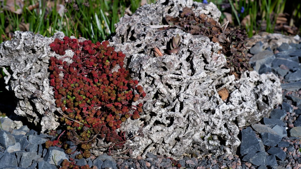 Sedum plants don't have to be deadheaded