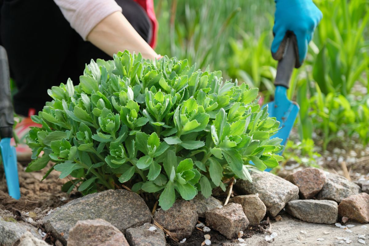 large sedum plant being transplanted