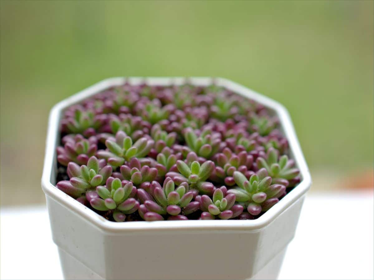 a pot full of small sedum plants