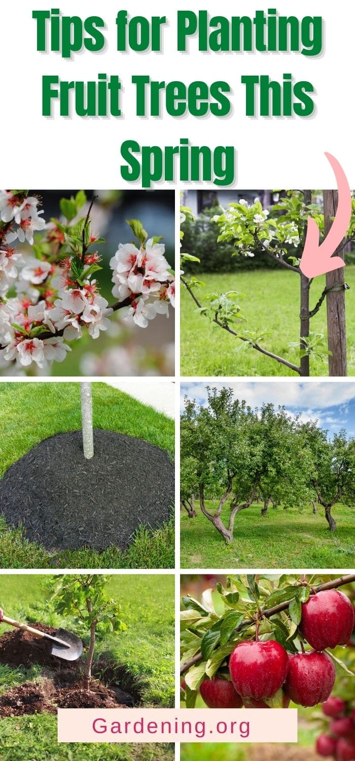 12 Tips for Planting Fruit Trees + How To Do It - Gardening