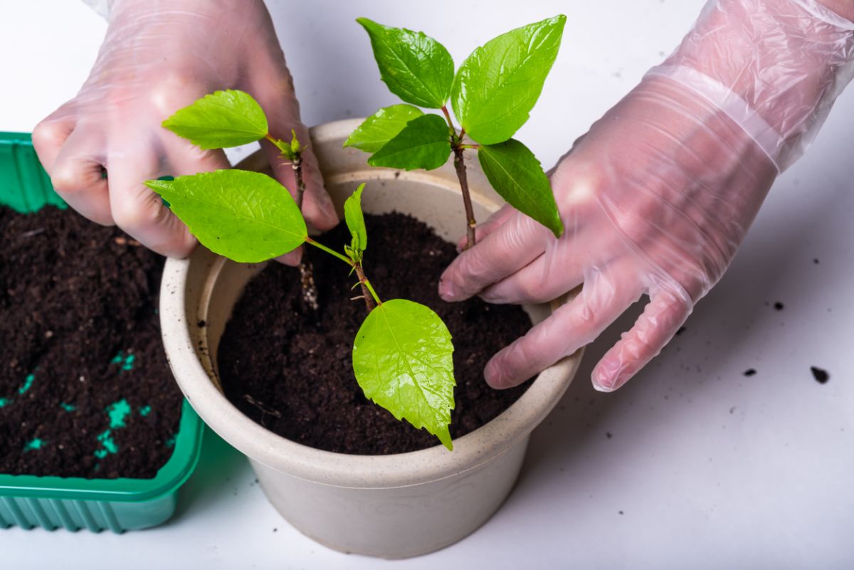 Propagating hibiscus plants in pots