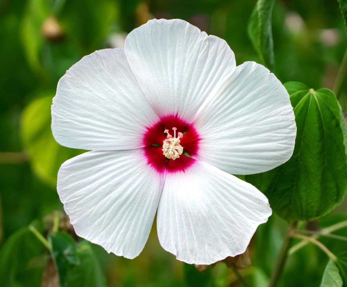 Large white hibiscus bloom with a dark pink center
