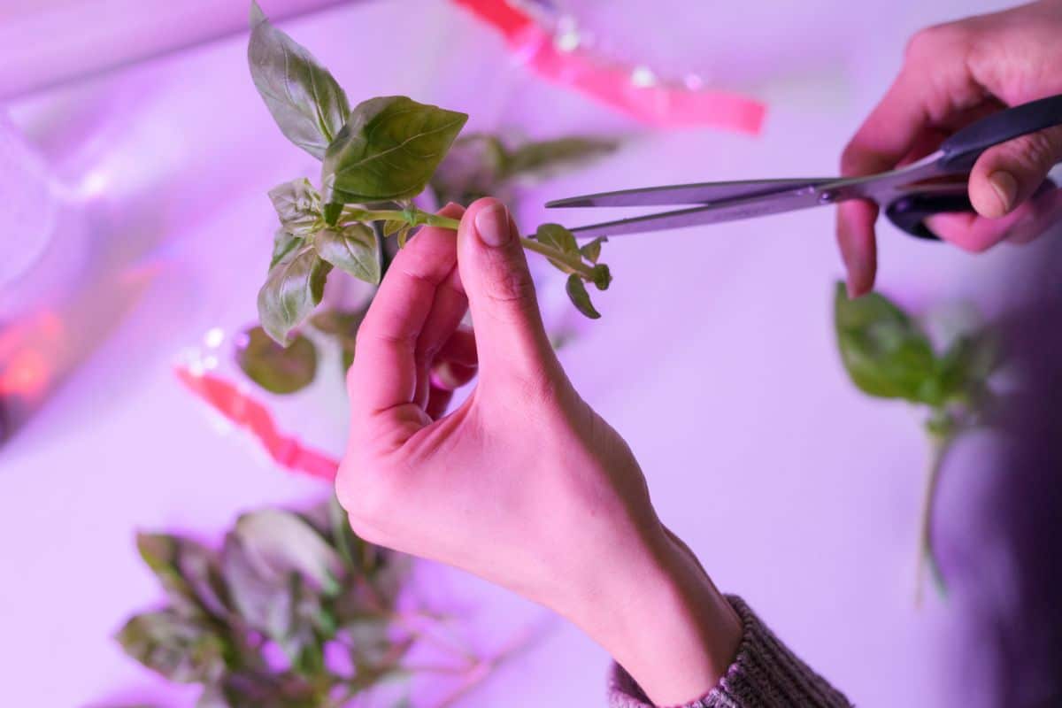 A person takes a cutting of basil to grow a new plant