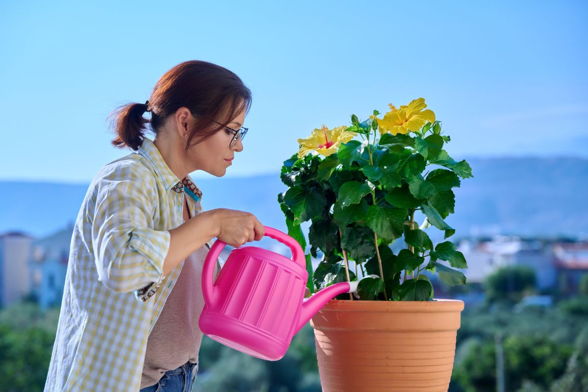 Woman watering a hibiscus in a container with a watering can