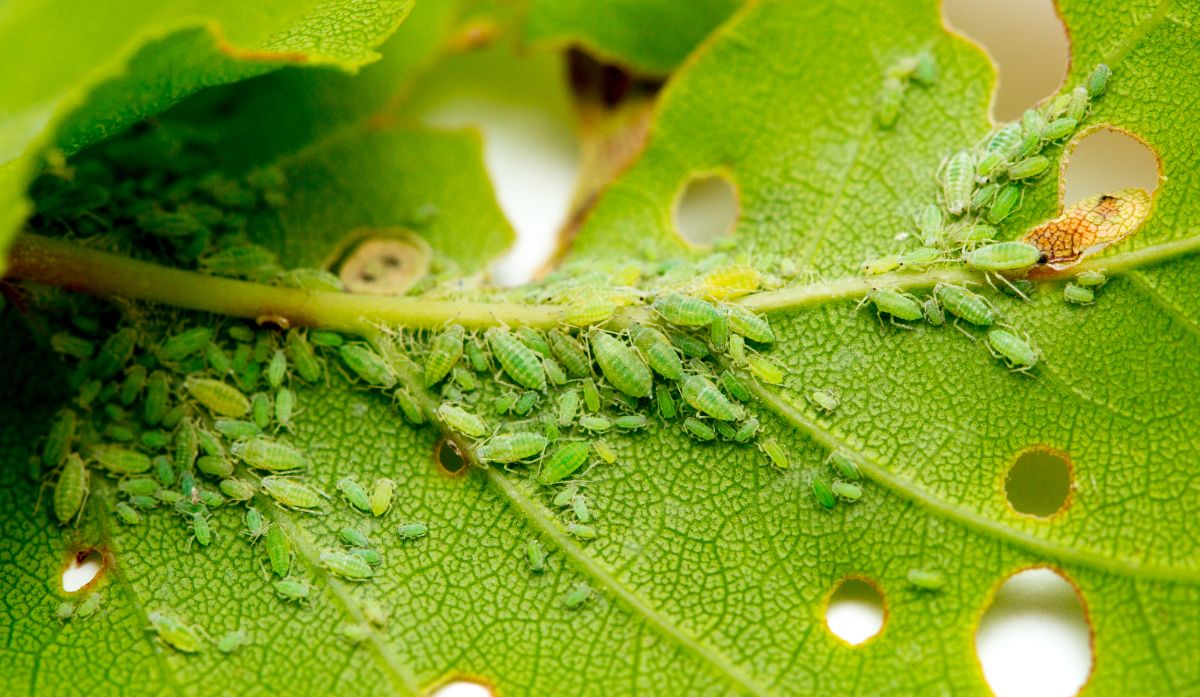 An infestation of green aphids on the bottom of a leaf