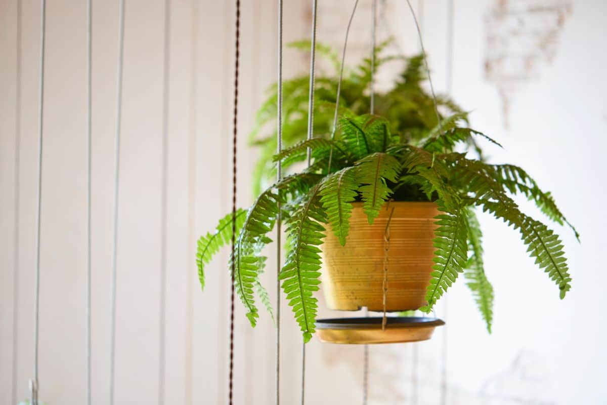 A hanging Boston fern in a bathroom