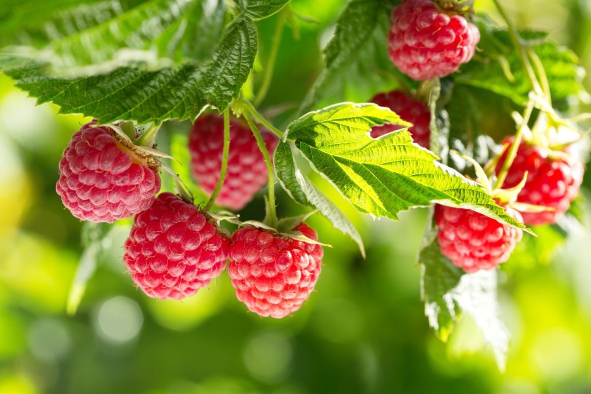 Ripe red raspberries closeup, hanging from the bush