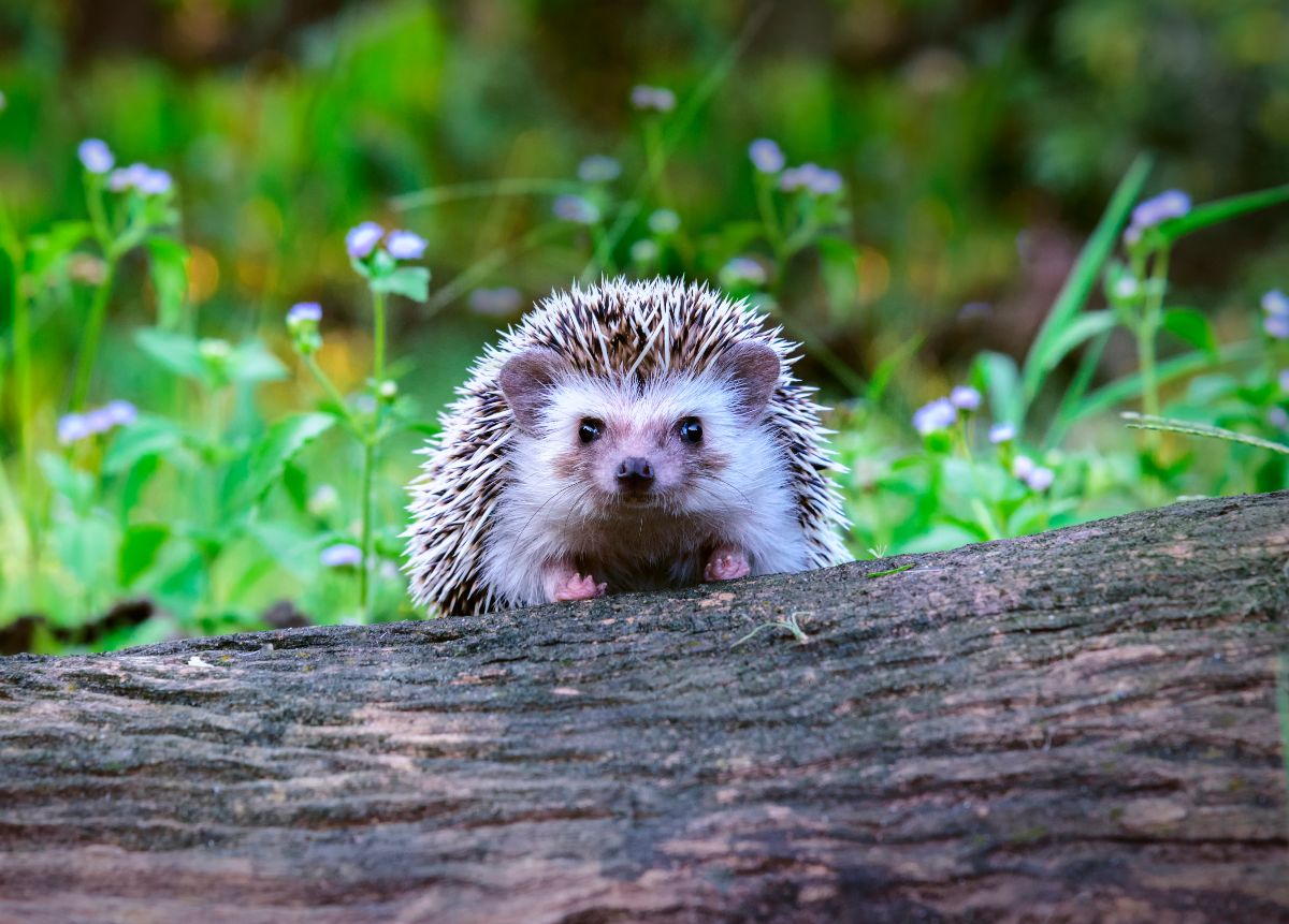 A hedgehog looking ahead atop a log