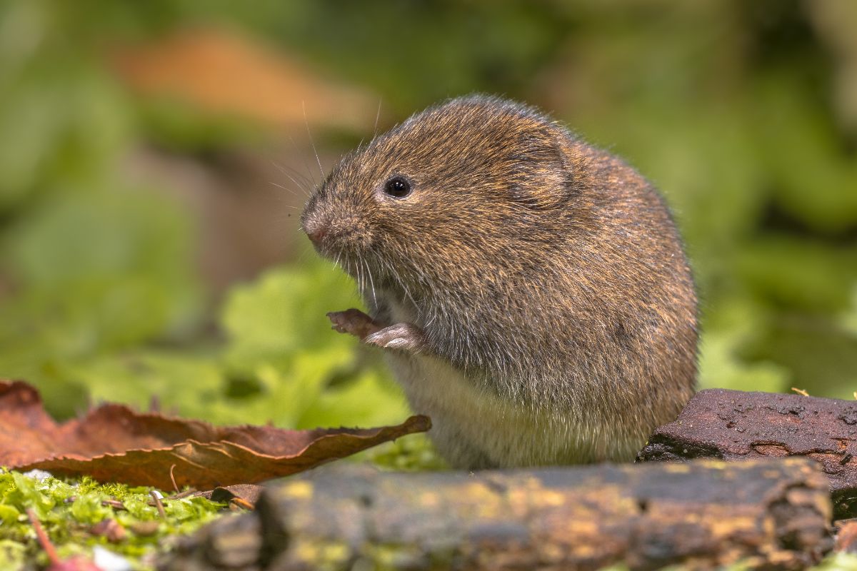 A vole standing on its hind legs in a garden