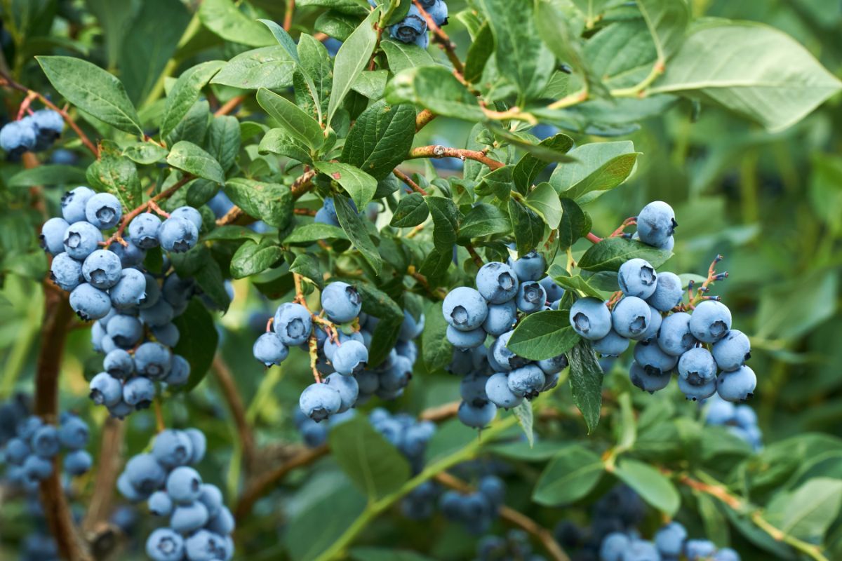 A highbush blueberry bush loaded with fruit