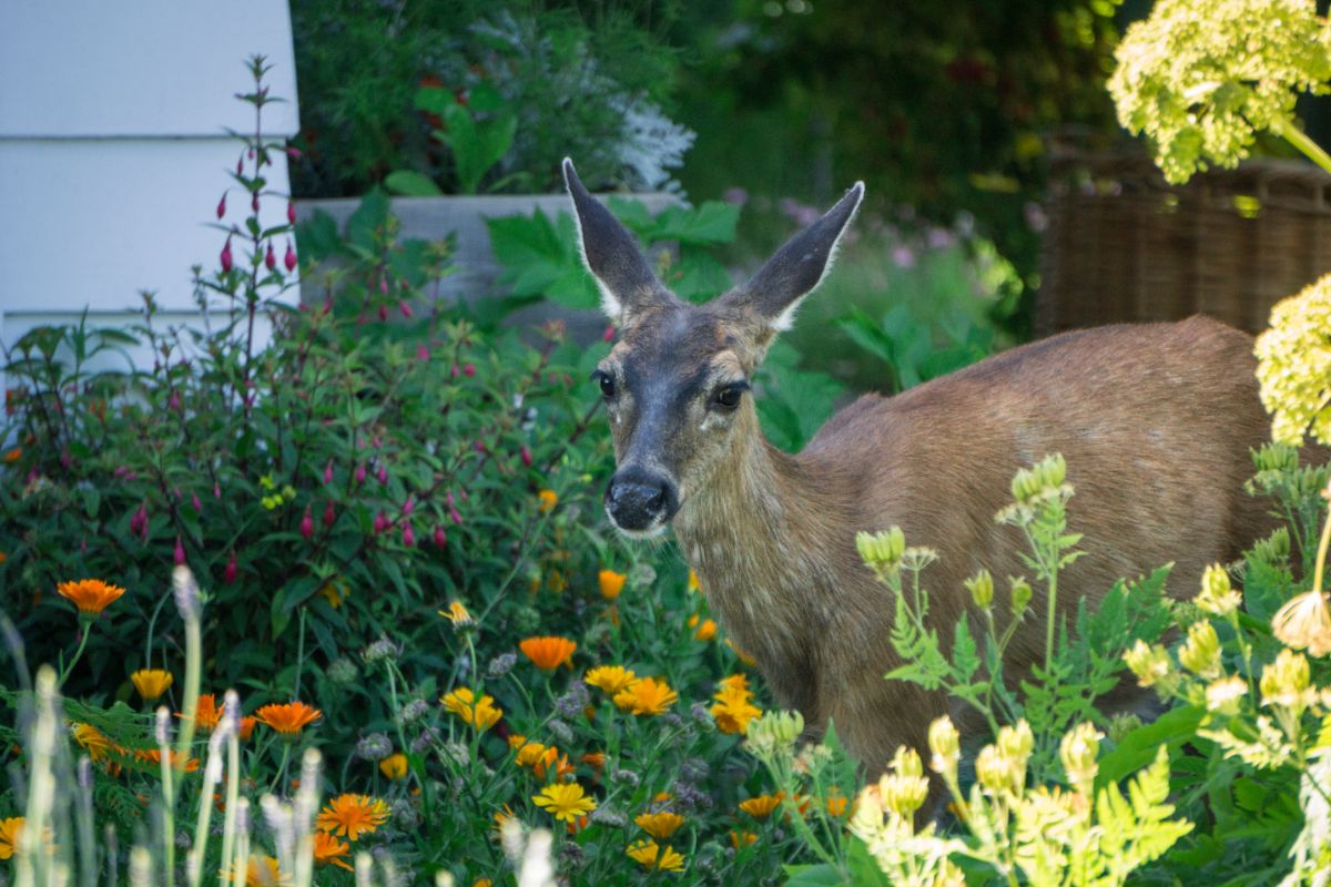 A deer sneaking into an ornamental garden