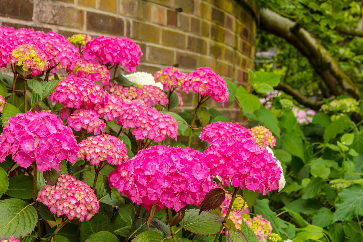 Large bright pink hydrangea flowers in bloom